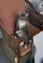Lost Female Cat last seen Near Tangerine dr, Sanford, FL 32771