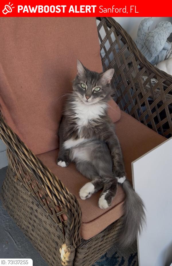 Lost Female Cat last seen Near Tangerine dr, Sanford, FL 32771