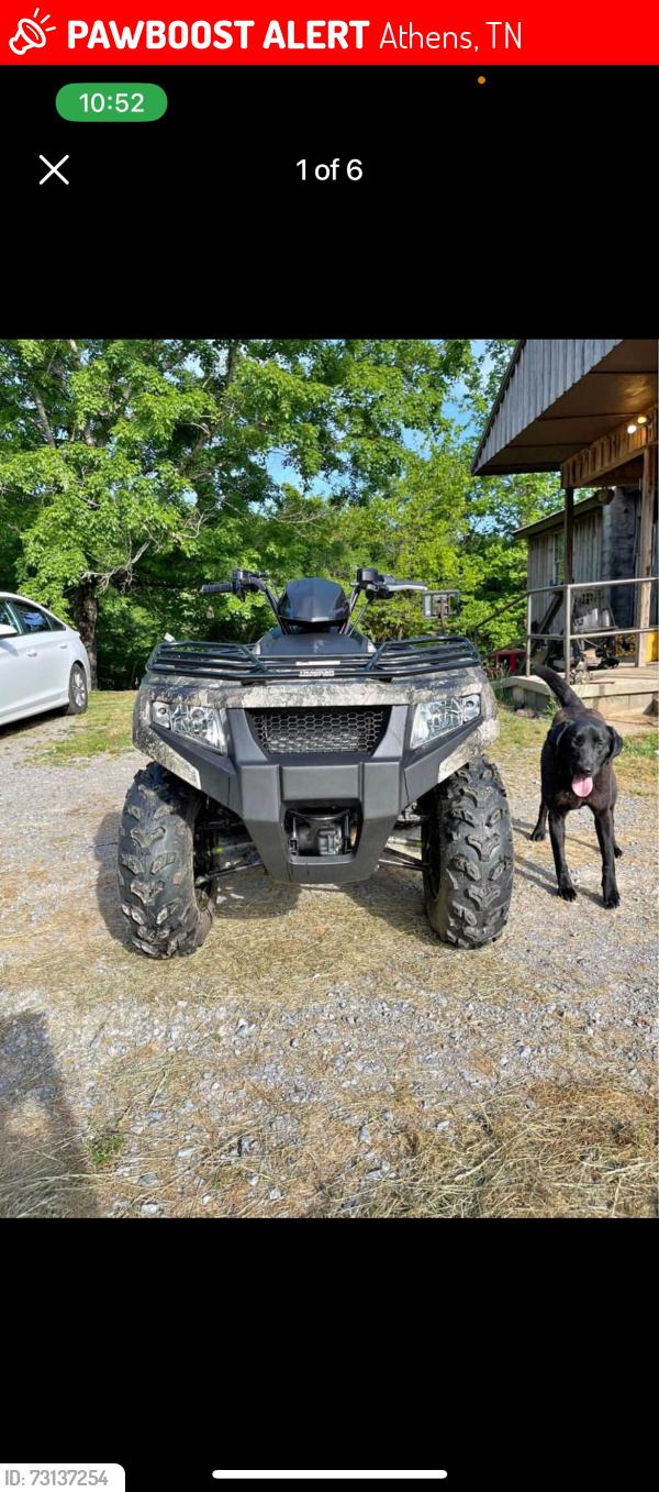 Lost Female Dog last seen Rogers Creek School, Athens, TN 37303