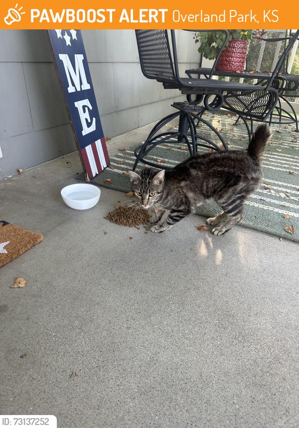 Found/Stray Unknown Cat last seen 79th and metcalf, Overland Park, KS 66204