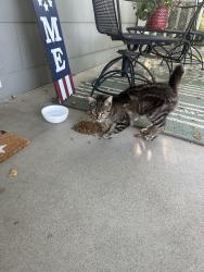 Found/Stray Unknown Cat last seen 79th and metcalf, Overland Park, KS 66204