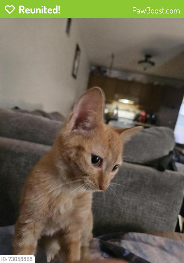 Reunited Female Cat last seen Ross ave old castle, Weston, WI 54476