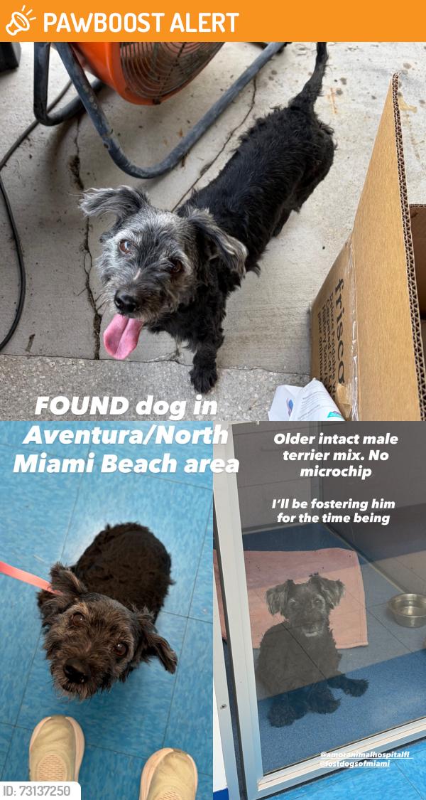 Found/Stray Male Dog last seen North Miami Beach/Aventura, North Miami Beach, FL 33162