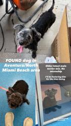 Found/Stray Male Dog last seen North Miami Beach/Aventura, North Miami Beach, FL 33162