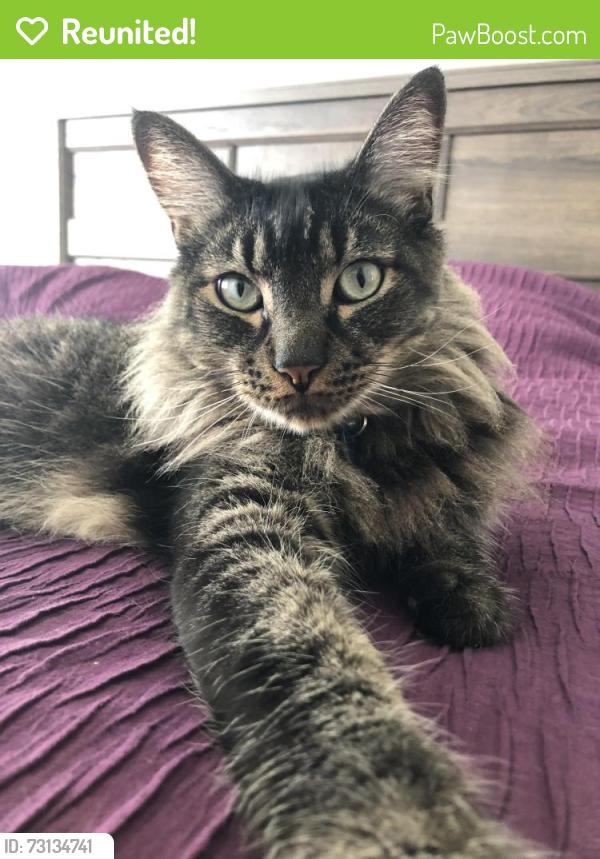 Reunited Male Cat last seen Grand and Stoneman street, Lake Elsinore, CA 92530
