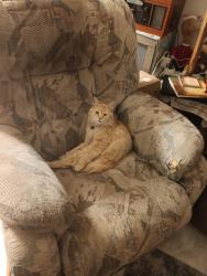 Lost Male Cat last seen Westfield Rd, Toquerville, UT 84774
