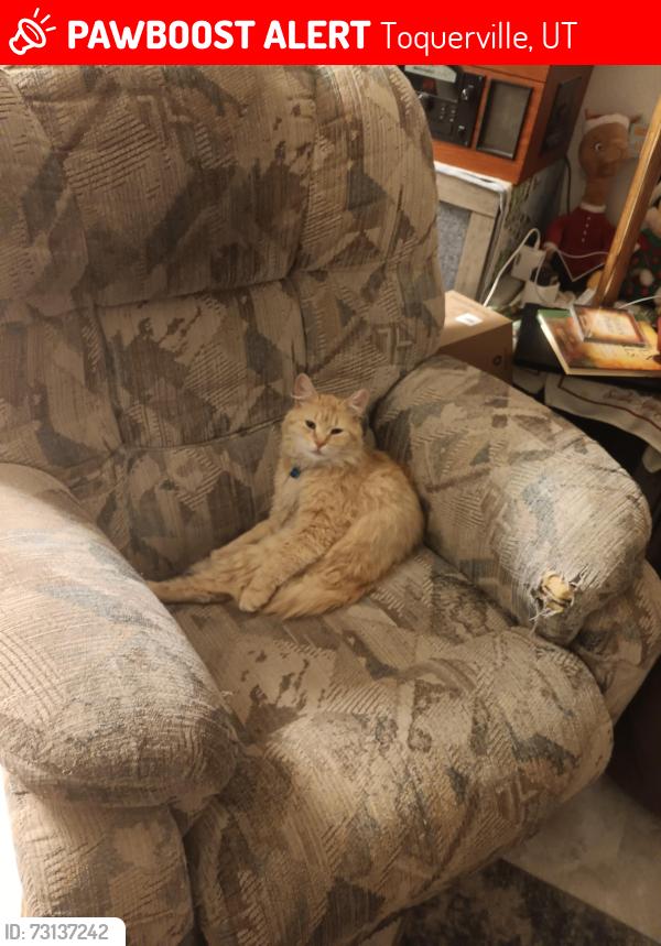 Lost Male Cat last seen Westfield Rd, Toquerville, UT 84774