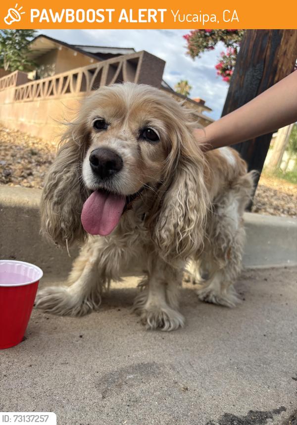 Found/Stray Female Dog last seen California st, Yucaipa, CA 92399