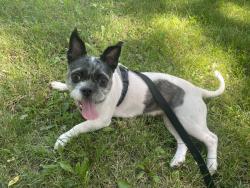 Found/Stray Female Dog last seen North West of Leslie and Sheppard, Toronto, ON M2K 1S2