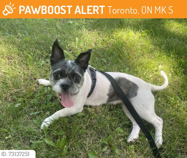 Found/Stray Female Dog last seen North West of Leslie and Sheppard, Toronto, ON M2K 1S2