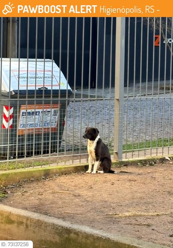 Surrendered Male Dog last seen Praça Joaquim Rache Vitello, Bairro Auxiliadora, Porto Alegre, Higienópolis, RS 90540-140