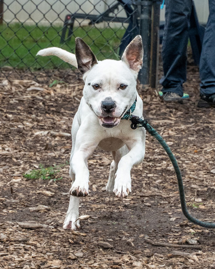 Shelter Stray Female Dog last seen Near Stone Run B, 30084, GA, 3280 Chamblee Dunwoody Rd, Chamblee, GA 30341, USA