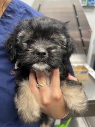 Shelter Stray Female Dog last seen Near Jerry Way, Berkeley County, SC, 2455 Remount Rd, North Charleston, SC 29406, USA