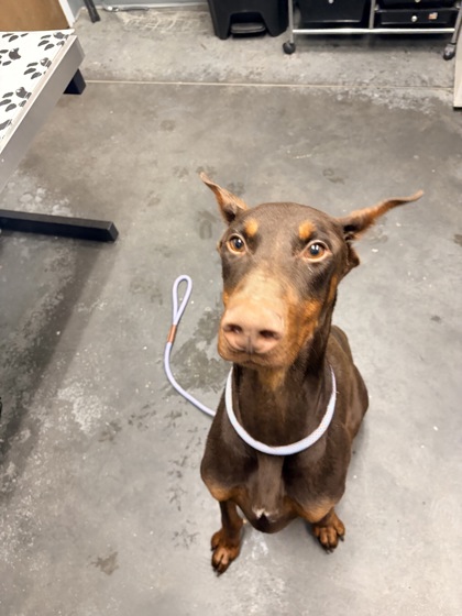 Shelter Stray Male Dog last seen Near Majestic Acres Lane, Berkeley County, SC, 2455 Remount Rd, North Charleston, SC 29406, USA