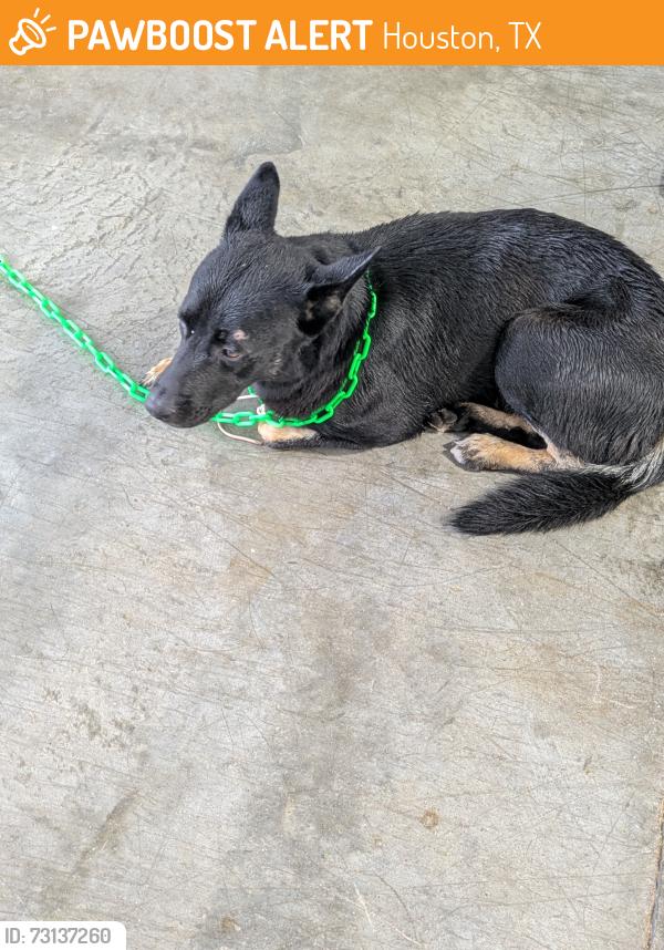 Found/Stray Male Dog last seen Near Langfield Rd, Houston, TX 77092