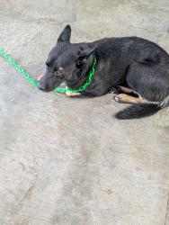 Found/Stray Male Dog last seen Near Langfield Rd, Houston, TX 77092