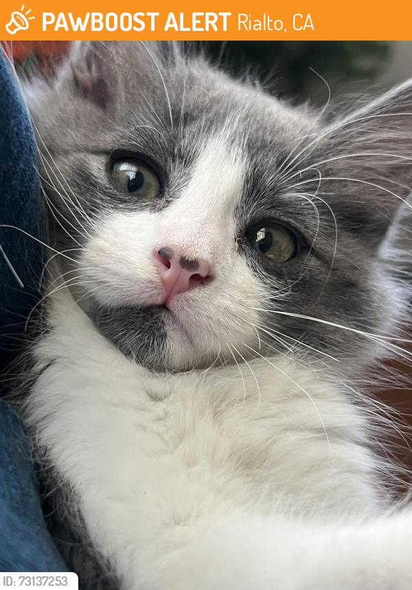 Found/Stray Female Cat last seen Cordwell Rialto, ca, Rialto, CA 92376