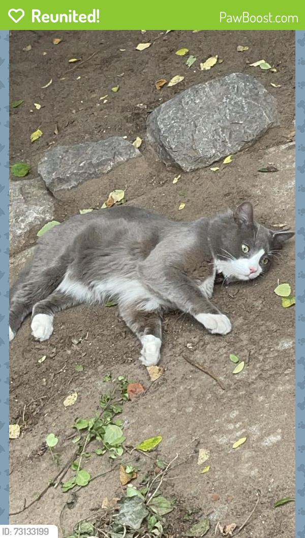Reunited Male Cat last seen Nw 10th st, Melrose Ln., Oklahoma City, OK 73132