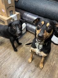 Reunited Male Dog last seen Near & Shipp dr. Next to DZ smoke and vape shop, Watauga, TX 76148