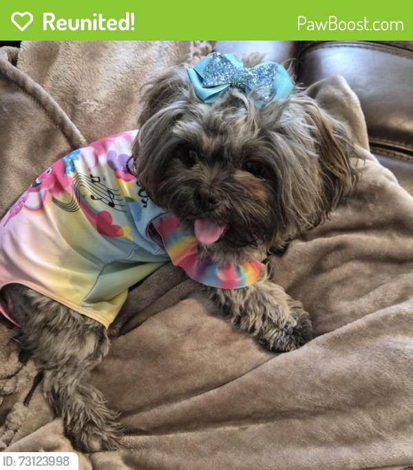 Reunited Female Dog last seen Loop 250, Midland, TX 79705