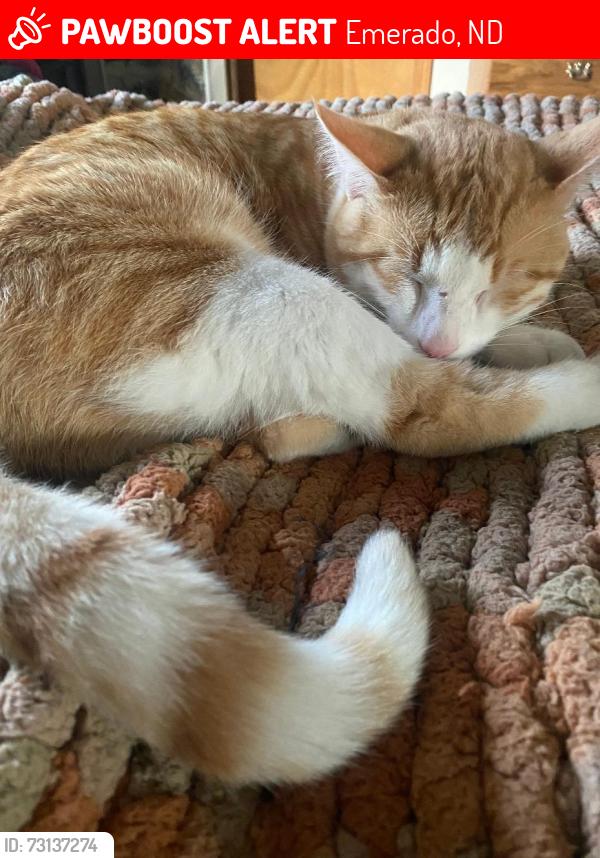 Lost Male Cat last seen Near Oak Ave NE Emerado ND 58228, Emerado, ND 58228