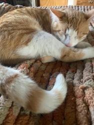 Lost Male Cat last seen Near Oak Ave NE Emerado ND 58228, Emerado, ND 58228