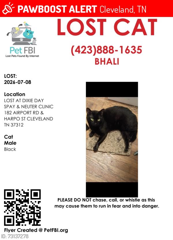 Lost Male Cat last seen Harpo St Cleveland TN, Cleveland, TN 37312