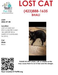 Lost Male Cat last seen Harpo St Cleveland TN, Cleveland, TN 37312