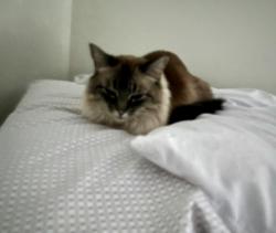 Reunited Female Cat last seen Near Elizabeth Way San Rafael CA 94901, San Rafael, CA 94901