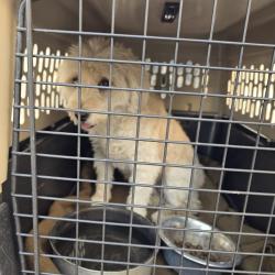 Reunited Female Dog last seen Tim froster, El Paso, TX 79938