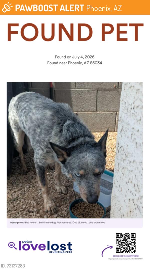 Found/Stray Male Dog last seen 16th and Buckeye, Phoenix, AZ 85034