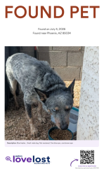 Found/Stray Male Dog last seen 16th and Buckeye, Phoenix, AZ 85034
