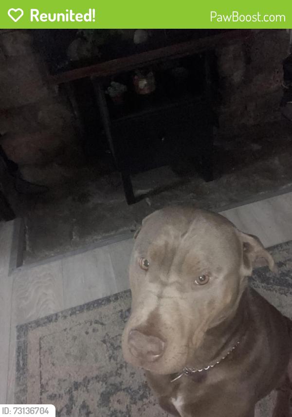 Reunited Female Dog last seen Flying Pig, Indian Hills, CO 80454