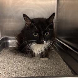 Shelter Stray Female Cat last seen Near E Trail Ridge Avenue, INDIANOLA, IA, 50125, Des Moines, IA 50313