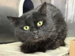Shelter Stray Male Cat last seen Near E 112 Street, BRONX, NY, 10451, 326 E 110th St, New York, NY 10029, USA