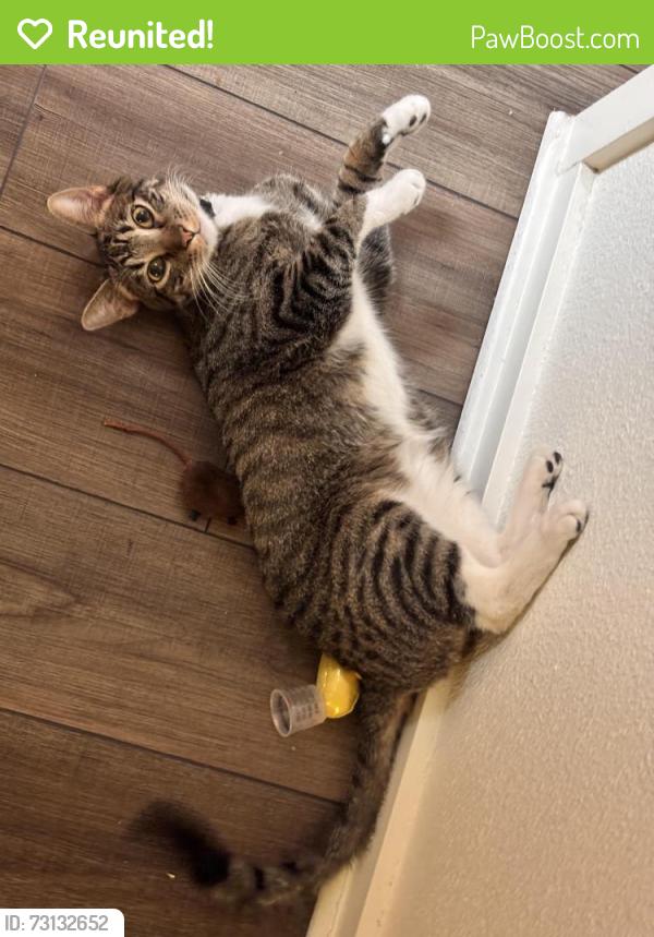 Reunited Male Cat last seen Bissell Village Community, Springfield, IL 62707