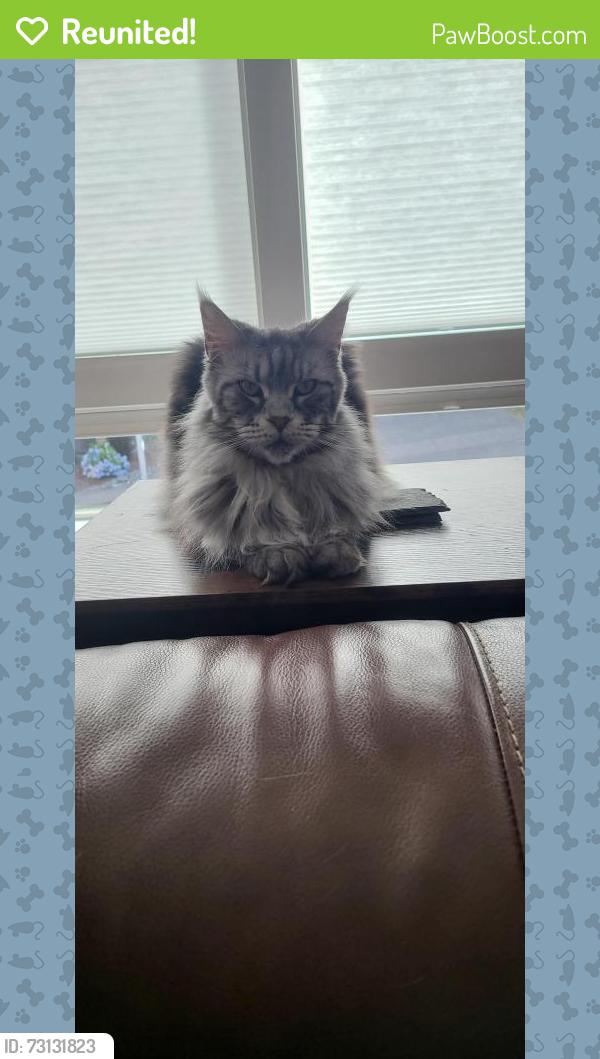 Reunited Female Cat last seen Ridgeview loop and blue sky drive, Tumwater, WA 98512