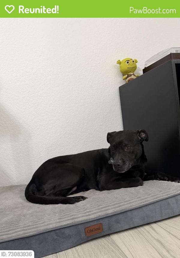 Reunited Female Dog last seen At Cravens Park, Arlington, TX 76018