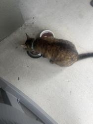 Reunited Female Cat last seen Strickland, Lakeland, FL 33812