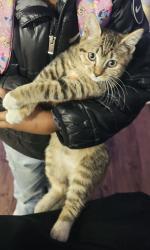 Lost Female Cat last seen Church of all nations, Parkland, WA 98445