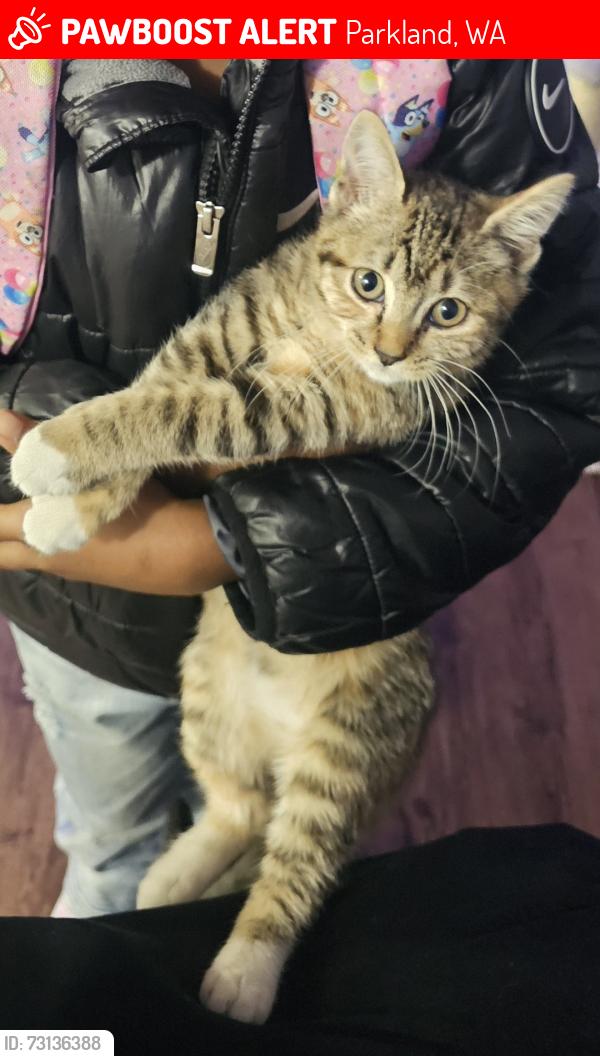 Lost Female Cat last seen Church of all nations, Parkland, WA 98445