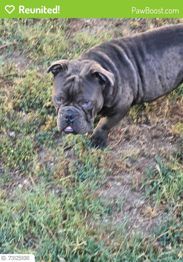 Reunited Male Dog last seen Wild flower and via temprano, Murrieta, CA 92563