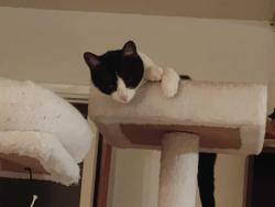 Reunited Female Cat last seen Hamilton San Tomas, Campbell, CA 95008