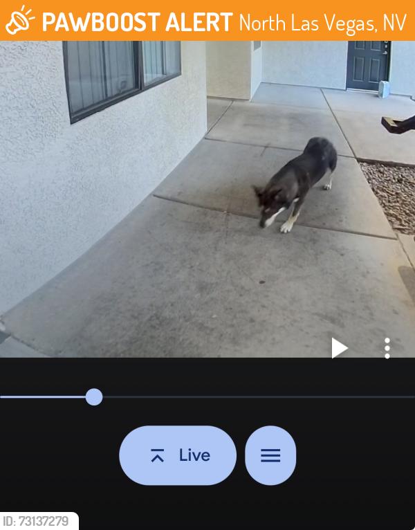 Found/Stray Unknown Dog last seen Centennial and N 5th, North Las Vegas, NV 89084