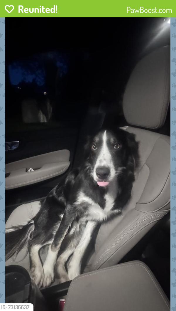 Reunited Male Dog last seen MLK/S Jackson St Seattle, Seattle, WA 98144