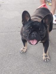 Reunited Unknown Dog last seen Airport and Harding, Stockton, CA 95205
