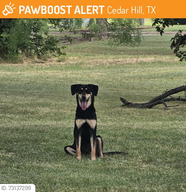 Found/Stray Unknown Dog last seen Prairieview and Becky Ln. In Lakeridge, Cedar Hill, TX 75104