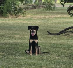 Found/Stray Unknown Dog last seen Prairieview and Becky Ln. In Lakeridge, Cedar Hill, TX 75104