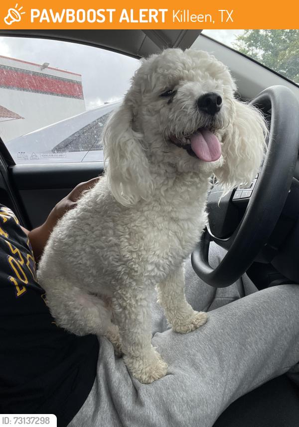 Found/Stray Male Dog last seen Just do tots, Killeen, TX 76542