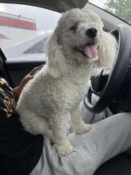 Found/Stray Male Dog last seen Just do tots, Killeen, TX 76542